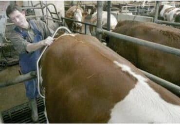 Heyvanların təkmə atmasinin qarşısını alır Yeni Türkiyə istehsalı lalafo.az -da Heyvanların təkmə atmasinin qarşısını alır Yeni Türkiyə istehsalı