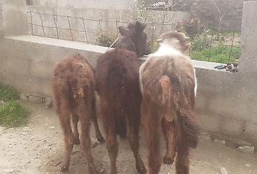 xırda buynuzlu heyvanlar: Dana, buzov, Erkək, ay: 1, 50 kq, Ətlik, Ünvandan götürmə, Ödənişli çatdırılma — 2