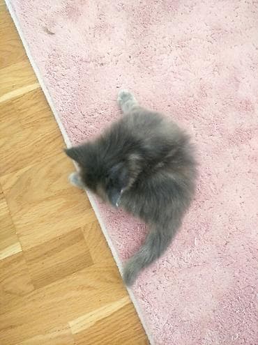 pişik geyimleri: Yaxşı əllərə — 3