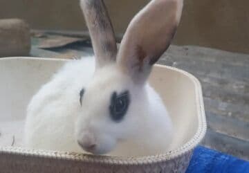 dovsanlar: Dovsanlar satilir — 10