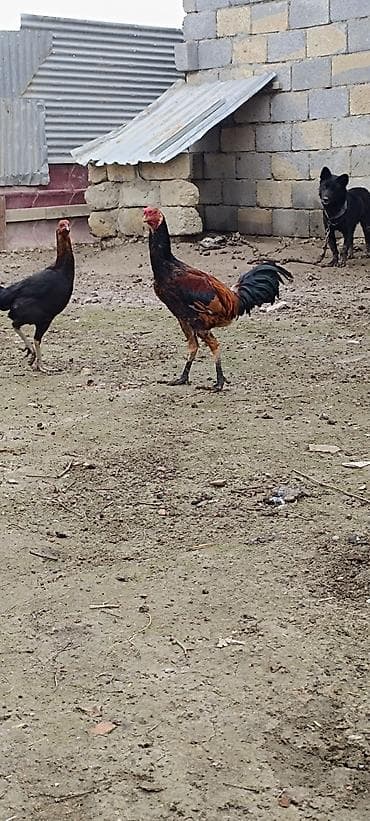 Yemlər: Bu qiymete prastoy xoruz yoxdu hec tecili satilir iyul becesi daş — 3