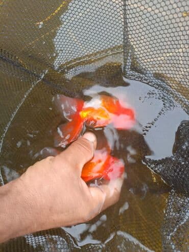 купить аквариум в баку: Oranda 2 quyruq qiyməti 2 manat 4 quyruq qiyməti 3 manat. Ünvan — 11