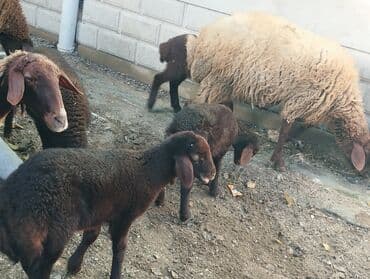 bmw 3 серия 325tds at: Satilir Ana Bala Qoyunlar Boğaz Heyvanlar ekiz Bala Heyvanlar Kom 8 — 2