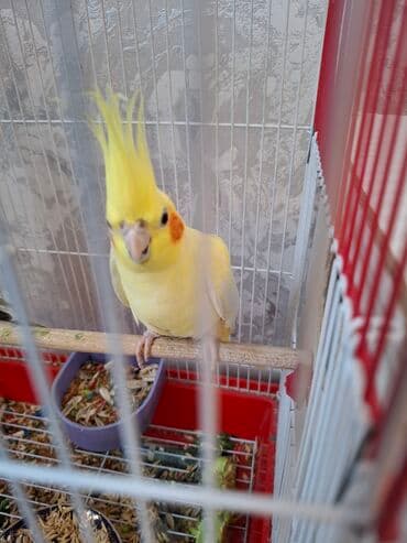 cuce qefes: Cut karella 1 yaslrindadilar. tam saglamdilar. yaxsi baxmisam. sadece — 2