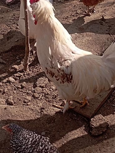 Ət məhsulları: Məhsul: Təbii kənd toyuq yumurtası Təsvir:bu toyuglarin yumurtalari — 5