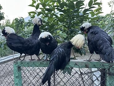 Toyuqlar: Rahibe 1 xoruz+4 fere 1 illikdiler hamisi bir yerdd satilir tek tek — 3