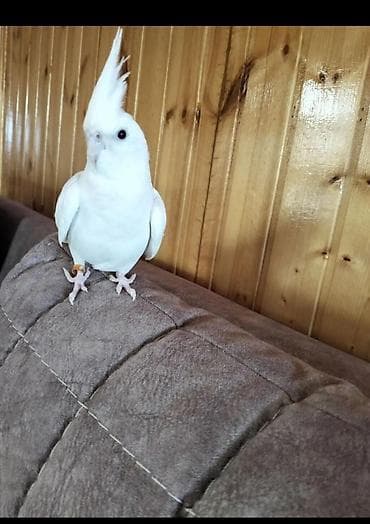 hind quşu baximi: 14 aylıq qırmızı gözlü Albino .tam əl quşudur böyük qəfəslə bir yerdə — 5