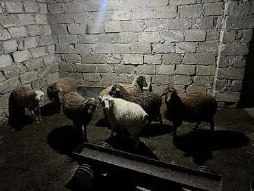 5 dənəsi erkəy 2 dənəsi disi kim 1550 azn ünvan musviqabad qəsəbəsi