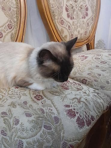 Gəmiricilər: Cütləşmə üçün — 6