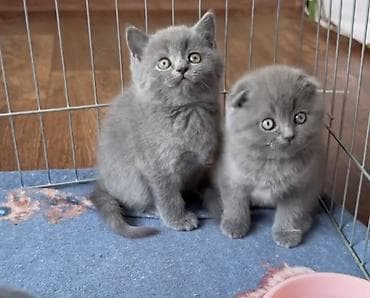 pisik ucun yuva: Britan — 4