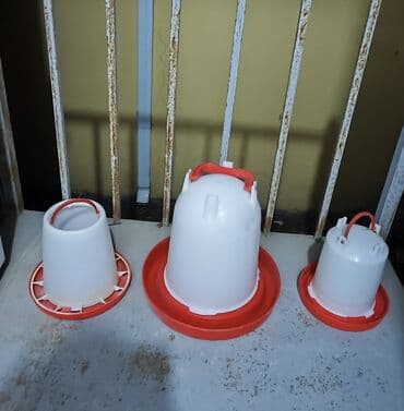 hise verilmis toyuq: Çox az müddət toyuq saxlamaq məqsədilə şəxsi istifadə üçün — 6