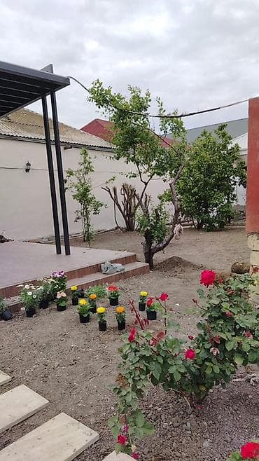 Məhsul: Qızılgül kolları (saksıda) Təsvir: - Rəng çeşidi: qırmızı at lalafo.az Məhsul: Qızılgül kolları (saksıda) Təsvir: - Rəng çeşidi: qırmızı