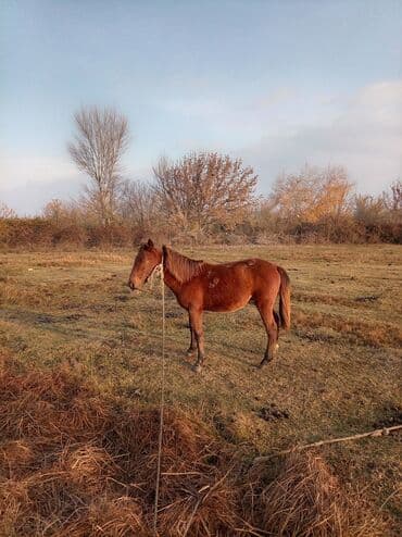 Gəmiricilər: Erkək, il: 2, Ünvandan götürmə — 7