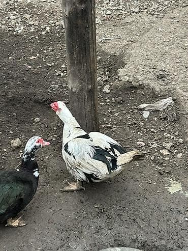 Erkək, | Lal ördək, Ətlik