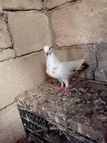 Salam Aleykum Quşdar satılır sağlam heyvanlardı hopdum satılır 15m ağ lalafo.az -da Salam Aleykum Quşdar satılır sağlam heyvanlardı hopdum satılır 15m ağ