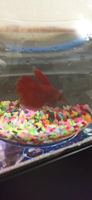 diri balıq: Betta (Petuşok balığı), Ünvandan götürmə — 3