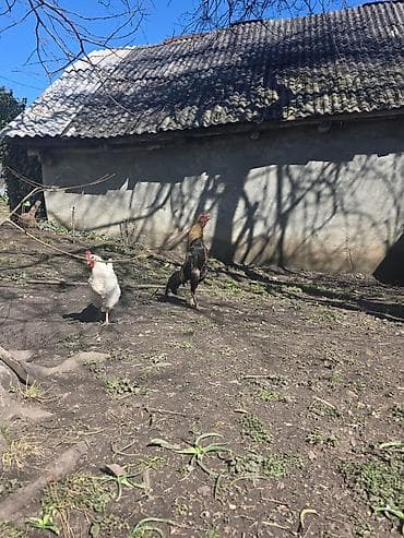 Бараны, овцы: Sarı-qara rəngli xoruz - Uzun quyruqlu, incə quruluşlu, hündürboy — 6