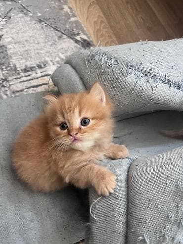 ev heyvanlari satisi: Sevimli şirin pişik balası – tüklü şaftalı/russet rəngli, yumşaq uzun — 3