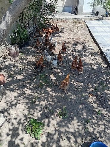 it sat: Toyuq, Yumurtalıq — 4