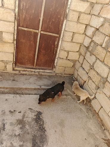 heyvan: Salam biri ərkək bir dişi izvanok satılır qiyməti ikisinə aydır 100 — 2