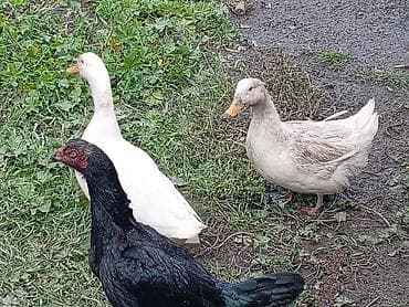 it yemi satisi: Muscovy ördəkləri – 2 baş - Cins: Muscovy (hind ördəyi) - Rənglər — 6