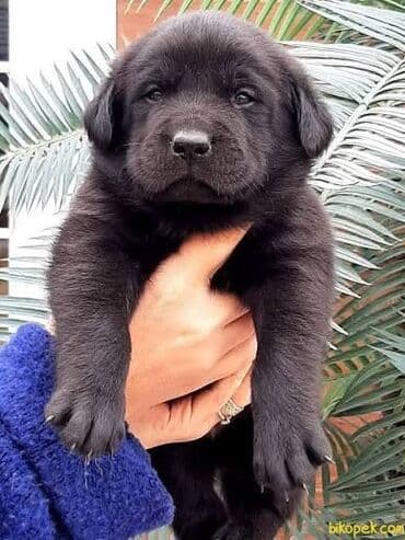 лабрадор купить: Labrador-retriver, 2 ay, Erkek, Peyvəndli — 3