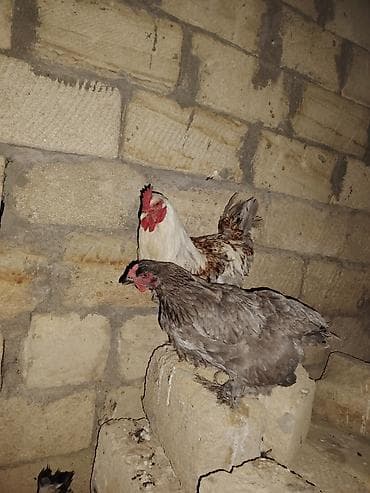 atlar satışı: Brama cütü satılır 60 manat xoruz 40 fərə 20 barterde mümkündü fərə — 5