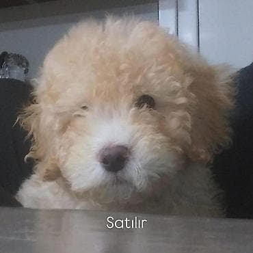 itleri: Pudel, 4 ay, Erkek — 1