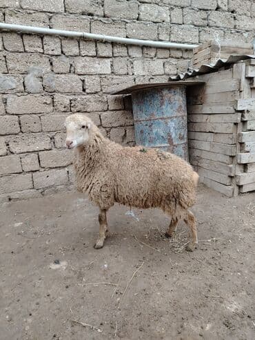 Toyuqlar: Razılaşmaq olar hamsı Erkəkdi qurbanlıqa yararlıdılar — 7