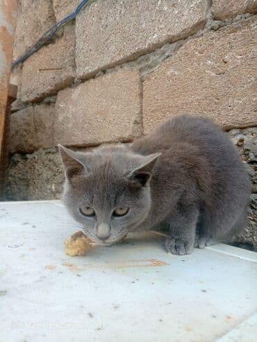 британская голубая кошка: Самка, В добрые руки, Самовывоз — 2