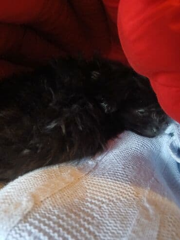 balalı ineylər: Pudel, 1 ay, Erkek — 1