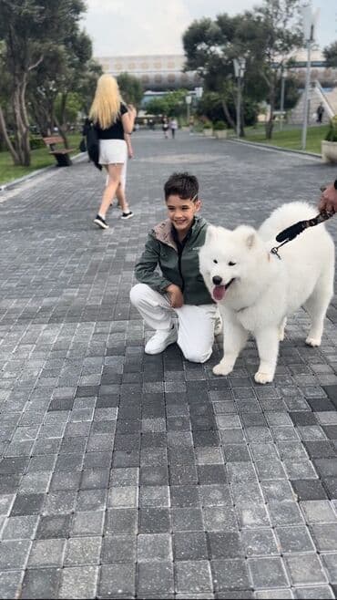 itlerin qirxilmasi: Samoyed, 1 il, Erkek, Cütləşmə üçün — 4
