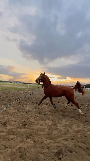 Gəmiricilər: Erkək, Ərəb, il: 2, Pulsuz çatdırılma — 3