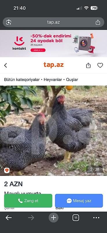 qus: Erkək, Damazlıq, Ödənişli çatdırılma — 3