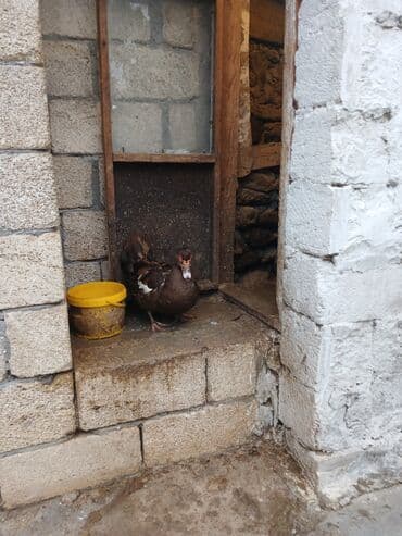 xacmazda satilan inekler: Самка, | Lal ordek, Для мяса, Платная доставка — 2