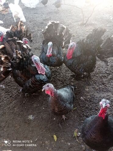 it yuvası satilir: Dişi-20manat, Erkək-17 manat(kilosu).Hind toyuqları – fərqli rənglərdə — 3