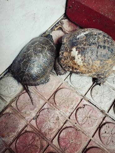 pitbull bala: Su və quru tısbağaları Məhsulun təsviri: - Şəkillərdə müxtəlif növ — 2