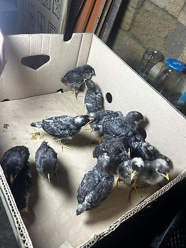 Куриные цыплята, Для разведения, Самовывоз — 2