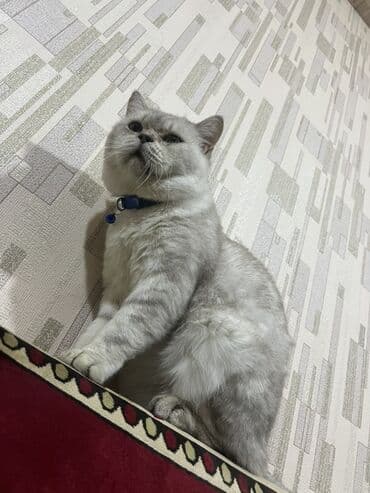 böyüməyən pişik: Britan, Erkək, Yaxşı əllərə — 3