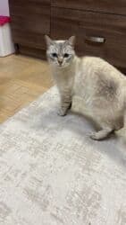 золотая шиншила: Şinşilla, Dişi, Yaxşı əllərə, Ünvandan götürmə — 1