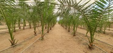 turkanda ev: Bakı, Türkan qəs., 1500 kv. m, 7 otaqlı, Hovuzlu, Qaz, İşıq, Su — 14