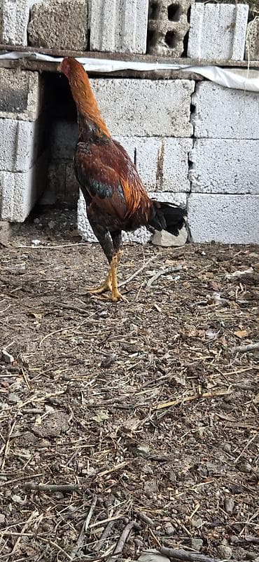 ev heyvanları satışı: Xoruz, il: <1 — 2