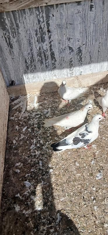 sevgi qusu: 16 eded tam saglam qusdu icinde 5 iran qusu 4 boynu gullu mayalar — 10