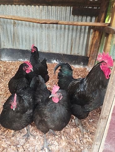 karlik dovsan satisi: Toyuq, Damazlıq — 1