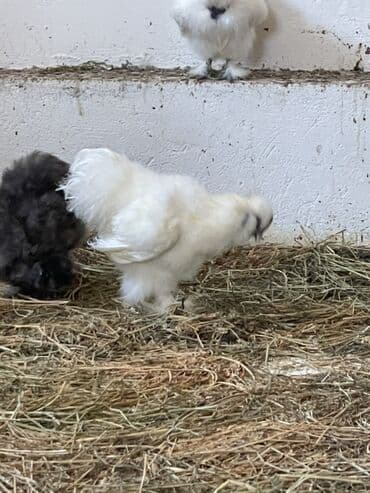simmental inək cinsi: Toyuq, Damazlıq — 10