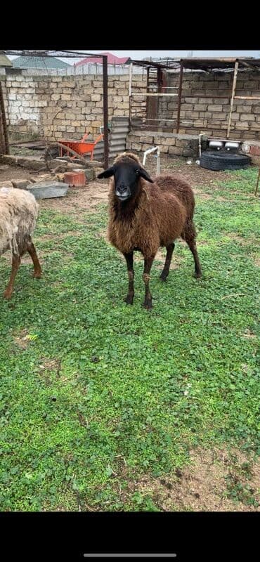heyvan bazari tap az: Boğaz qoyunlar satılır qiymət 230,180 — 1