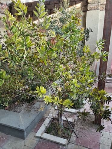 sərv ağacı: Həyətyanı sahələr üçün nəzərdə tutulmuş bu canlı bitki dekorativ — 1