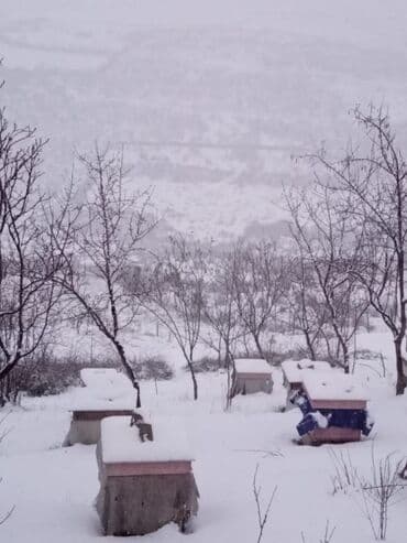 доска объявлений пчелы: Arıçılıq üçün qışladılmış arı ailələri və tam komplekt pətəklər - Dağ — 4