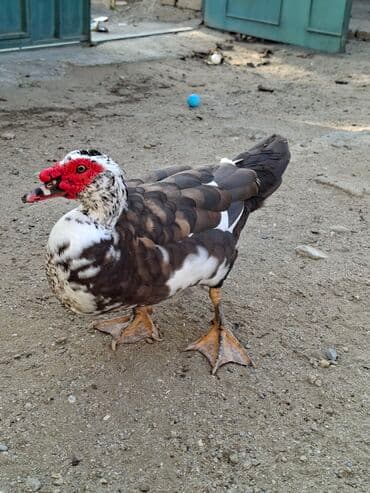 kənd toyuqlari: Ordekler tecili satilir. Təklif olunan ördəklər sağlam və yaxşı — 2