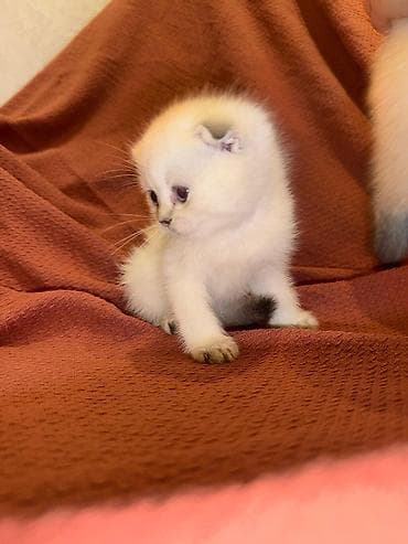 şotland bala: Şotland yastı qulaq — 2